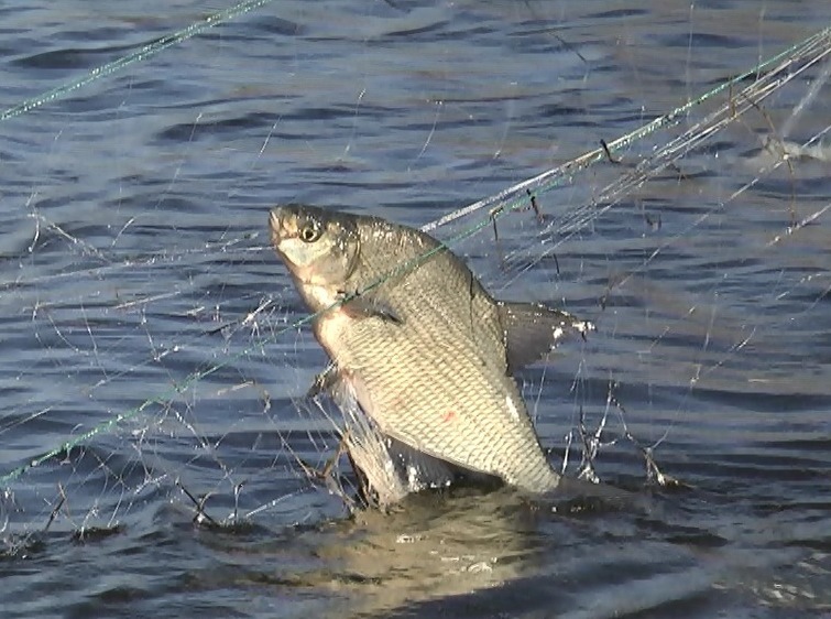 Рыба в сети