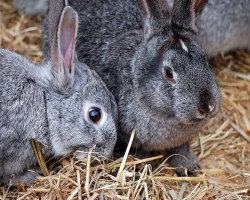 Как самостоятельно провести выделку шкур кролика: пошаговая инструкция, советы, отзывы