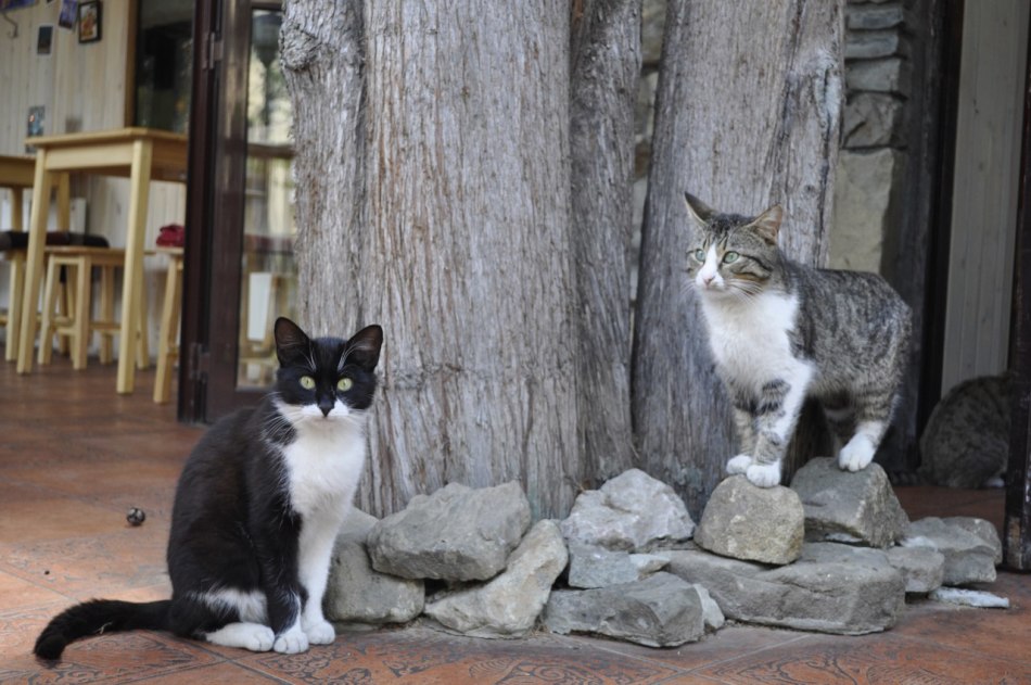 Kucing itu datang ke rumah