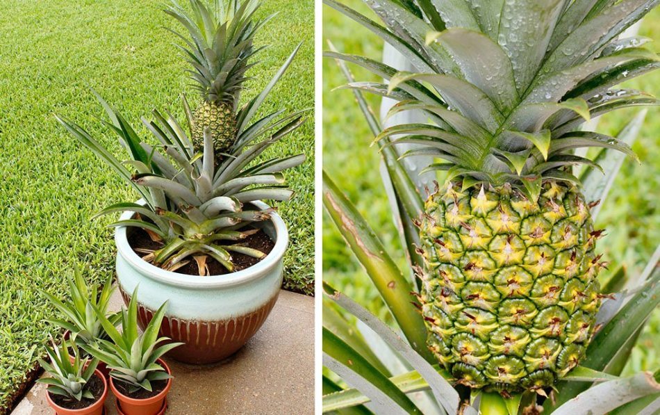 L'ananas de la maison a besoin de soins appropriés