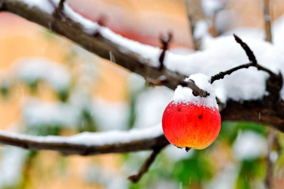 Яблоня зимой с замерзшим яблоком на ветке