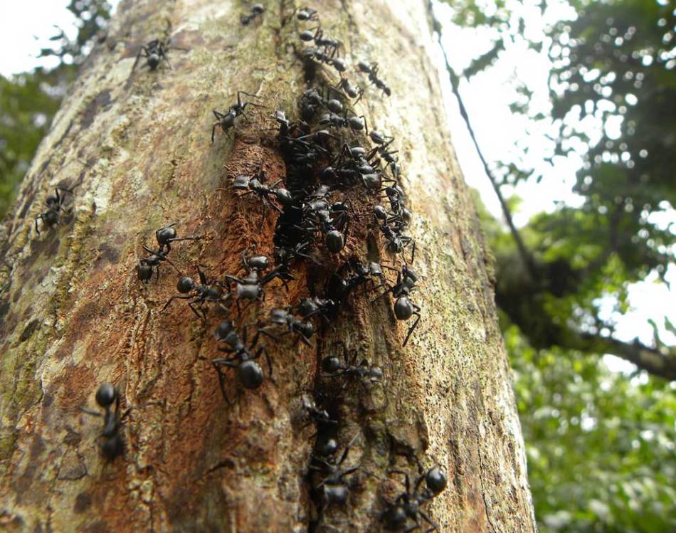 Hormigas en árboles frutales, manzanos: ¿cómo ungir el tronco de los árboles frutales de las hormigas?