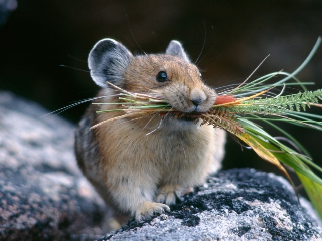 ¿Por qué en una casa privada, apartamentos, ratones aparecen en el país: señales populares? Encuentra un mouse muerto, el mouse es raspado, bits, cruzó la carretera: una señal, ¿qué significa?