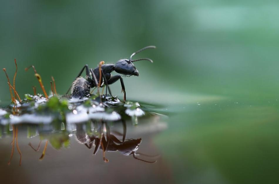 Πώς να απαλλαγείτε από τα μυρμήγκια με μεθόδους στο σπίτι;