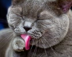 Le chat a bave de sa bouche: des raisons, que faire? Pourquoi le flux de chat bave-t-il lorsque vous êtes caressé?