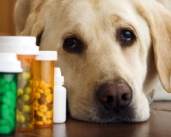 Рахит у собак и щенков: симптомы, признаки, причины, лечение, осложнения, профилактика. Лечится ли рахит у собак?