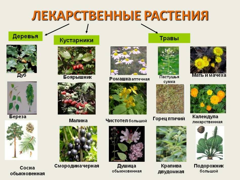 Orvosi növények