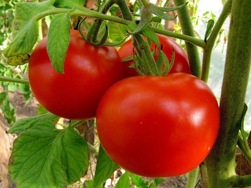 Tomaten