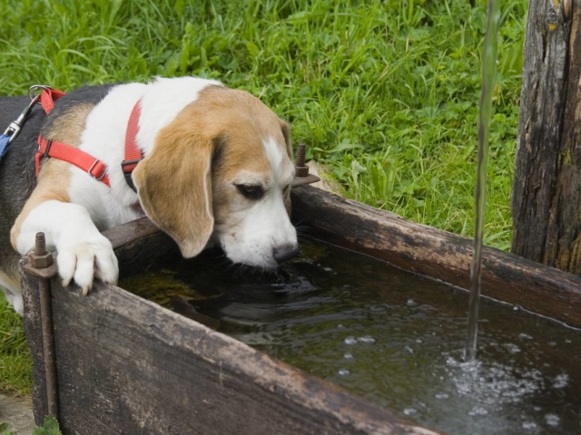 Собака пьет очень много воды и мочится: причина. Сколько воды должна пить собака в день в норме?