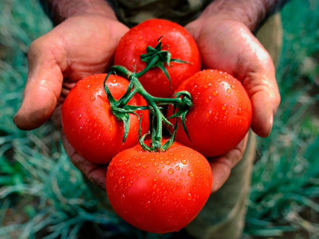 Comment et quand traiter les tomates de la brûlure tardive dans la serre et le sol ouvert pour la prévention et lutter contre le phytoftora sur les tomates - les meilleurs drogues et remèdes folkloriques: termes, liste, recettes, conseils. Puis-je l'utiliser, préserver les tomates affectées par la brûlure tardive?