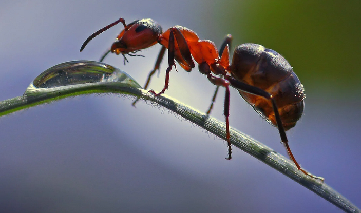 Ant est un nom d'animal totémique