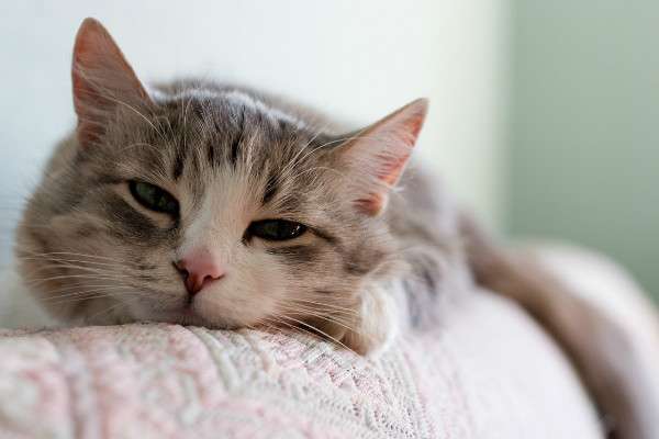 Болеющий кот