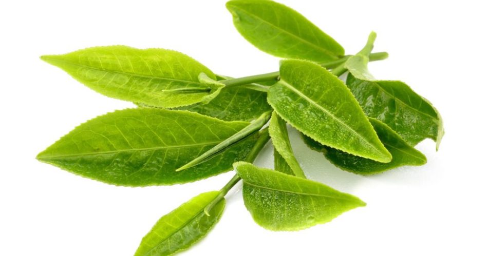 Zöld tealevelek, amelyek sok elméletet tartalmaznak