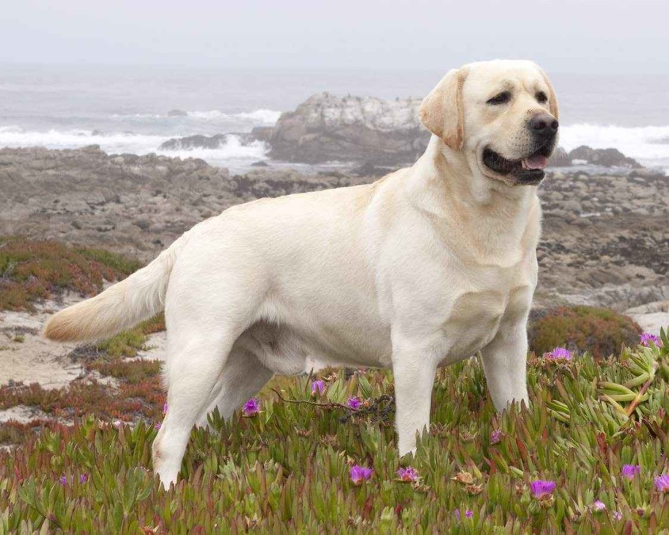 Labrador has a completely different tail