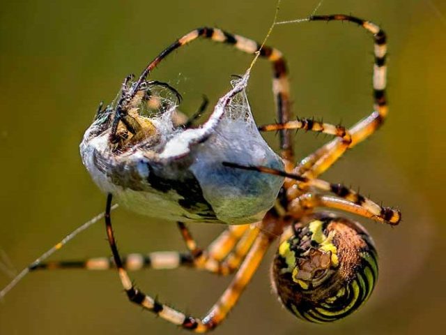 Serangga laba -laba atau hewan? Mengapa serangga laba -laba tidak?