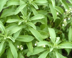 Stevia: Growing and leaving at home from seeds. How to buy Stevia seeds in the Aliexpress online store and when to sow them for seedlings?