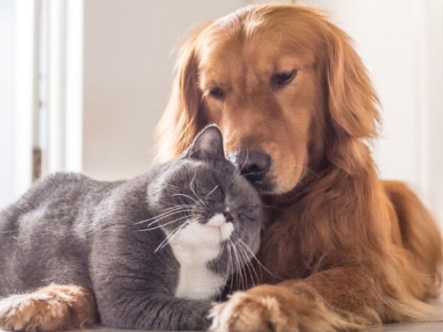 Cómo amigos Un gato con un perro en un apartamento, casa: instrucciones de paso por paso, asesoramiento experto