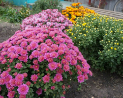 chrysanthemums - الزراعة والمغادرة في الأرض المفتوحة. كيف تنمو chrysanthemum ، تدفق الزهور. متى تزرع chrysanthems في الأرض المفتوحة؟