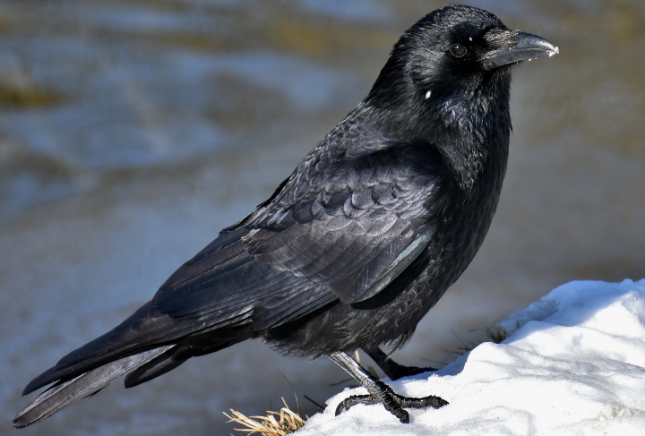 Ворона — зубоклювая певчая птица