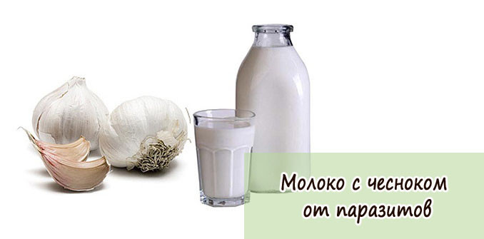 Молоко с чесноком от глистов: варианты применения