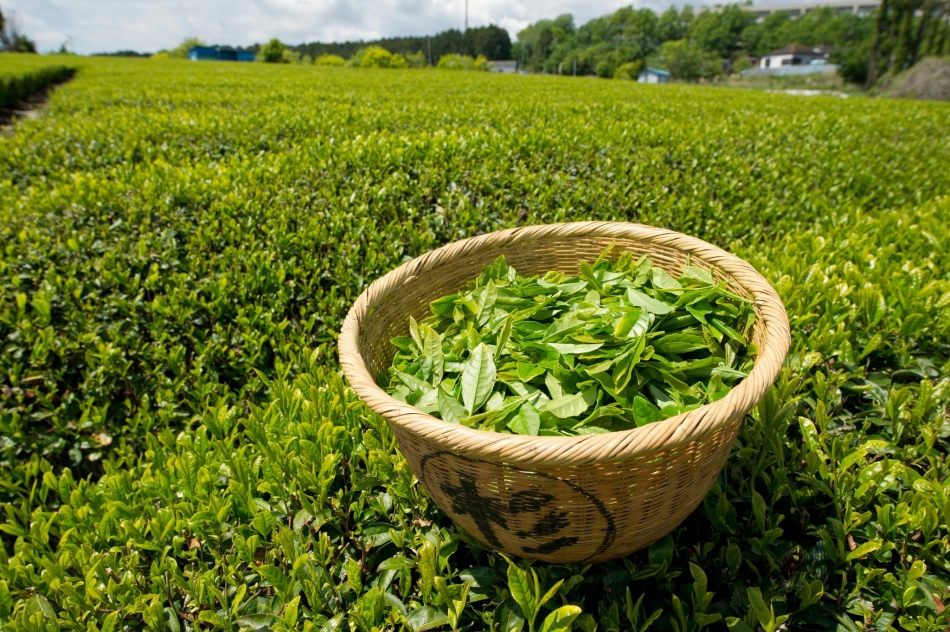 Похудение с помощью зеленого чая, польза и эффективность