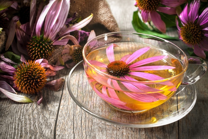 Échinacée - thé d'une fleur à long terme