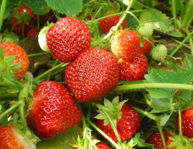 Το περασμένο φθινόπωρο τροφοδοτούν τις φράουλες το χειμώνα: λιπάσματα