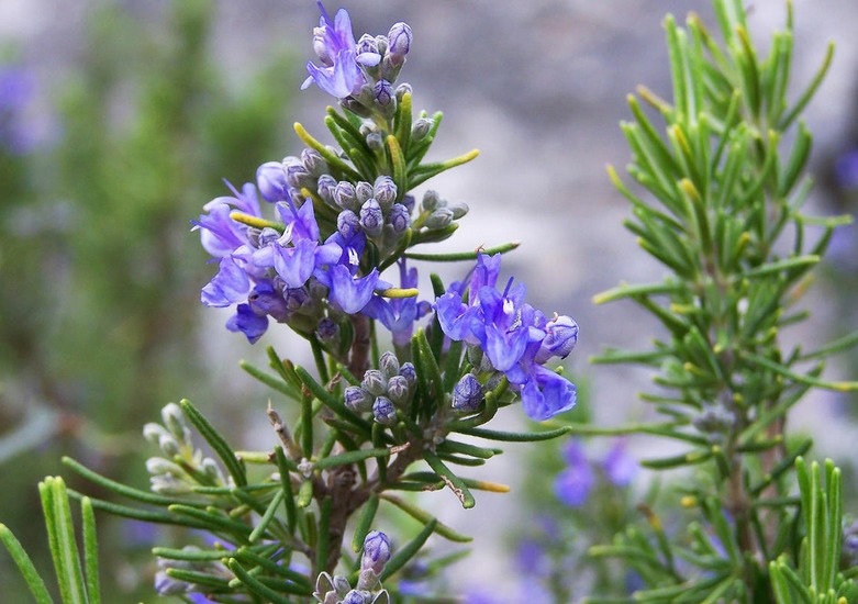 Rosemary plant