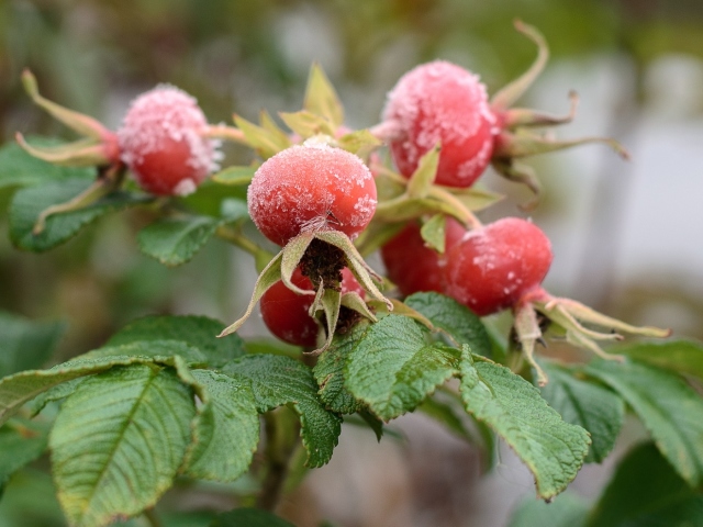 A recipe for jam from petals and rosehip fruits, drinks, tea, compote, jelly, fruit drinks, wine. Rosehip syrup - instructions for use, dosage, reviews