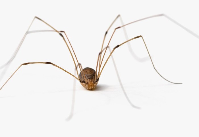 Araña en la ducha, baño: firme los días de la semana, hora del día. ¿Cómo evitar una interpretación negativa de los signos?