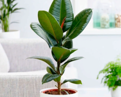 Ficus et grossesse: les signes où la fleur doit se tenir est bénéfique pour les femmes de tomber enceintes, les revues. Quel ficus devriez-vous garder à la maison pour tomber enceinte?