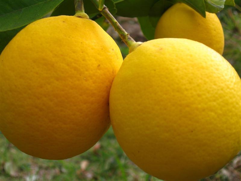 Çin limonu