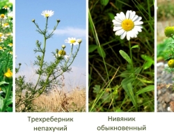 How to distinguish a chamomile of a pharmacy from other types of daisies: distinctive signs of Roman daughters, regional, field, dog, Russian, a napauchery chamomile, Nyvynik and Pyrethrum