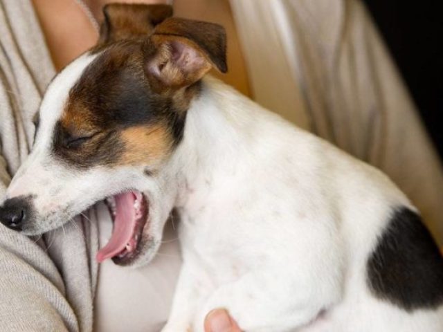 Dog reverse sneezing syndrome: what is it and how dangerous is the symptom?