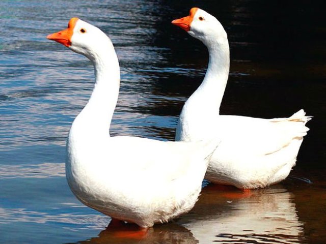 The difference between a goose and goose by external signs, physique and behavior, sexual characteristics