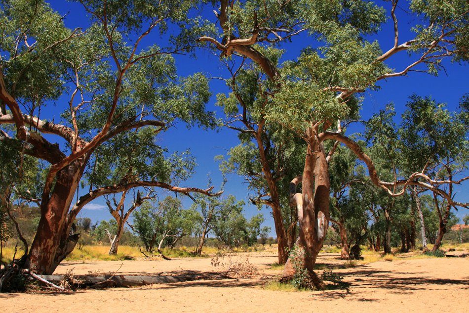 Eucalyptus Grove Ausztráliában