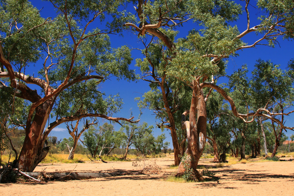 Eukalyptus Grove v Austrálii