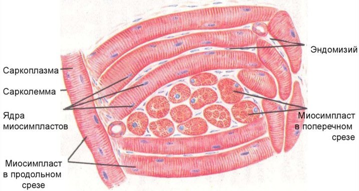 Строение мышечной ткани