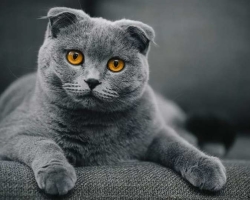 Visloukhay Cat Scottish Fold: Karakter, Fitur, Deskripsi Breed, Warna, Foto, Ulasan Pemilik
