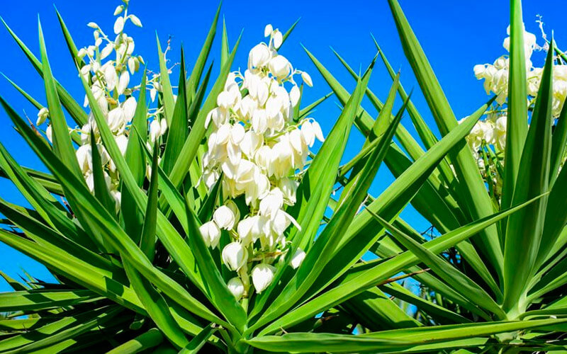 Follow the plant so that your yucca blooms just as beautiful