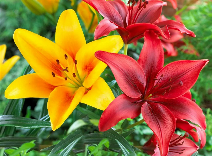 Лилия — цветок-талисман имени