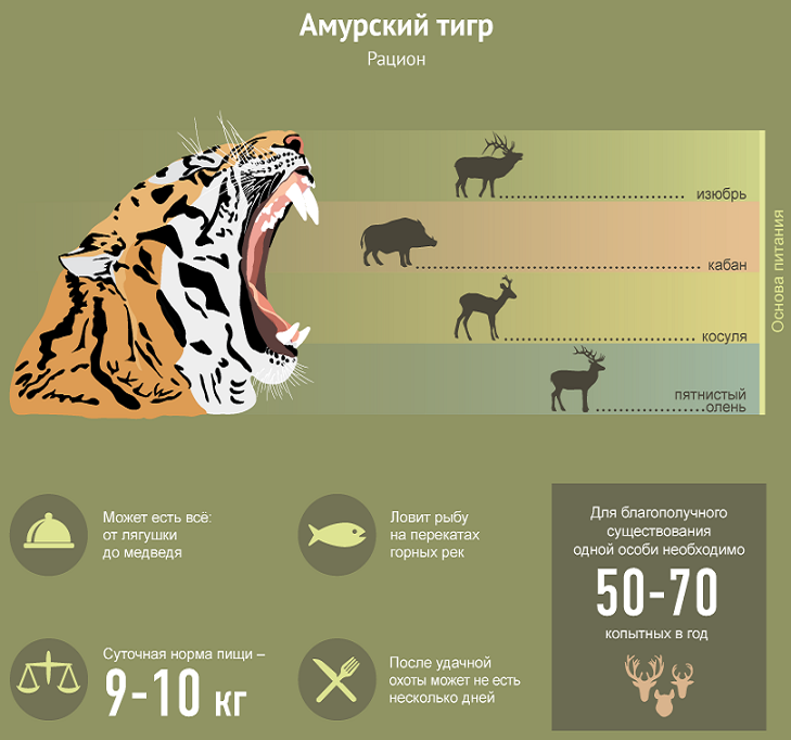 Питание амурского тигра