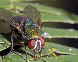 Qué mosca se metió en el té, comida: presagio.