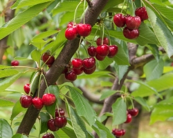 The bark cracked on the cherries: what to do, what to treat? Diseases of the cherry bark and their prevention and treatment: description, photo