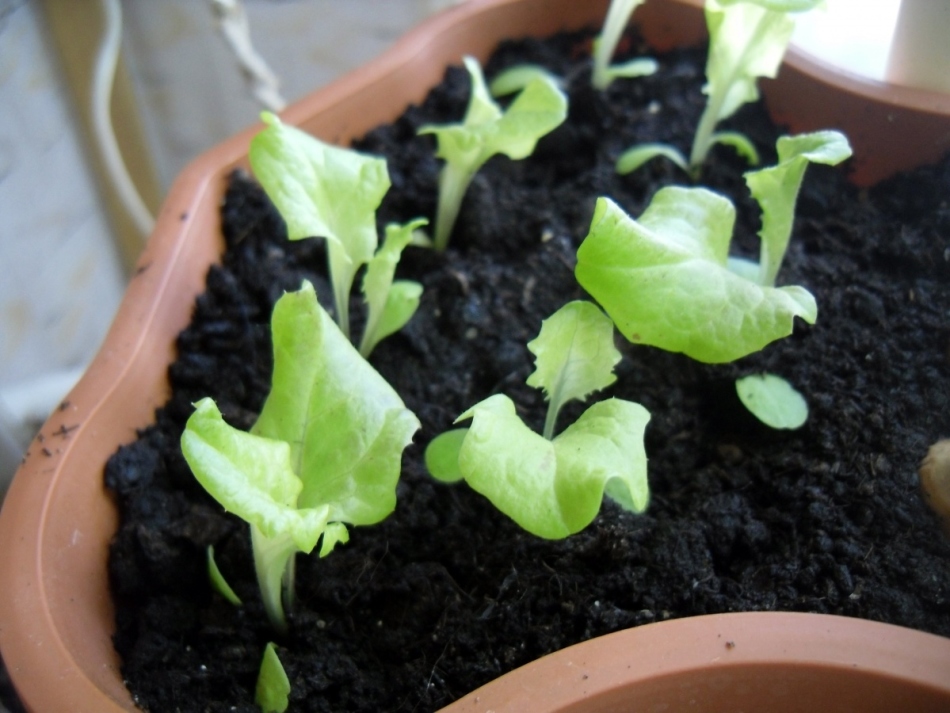 Salad di rumah