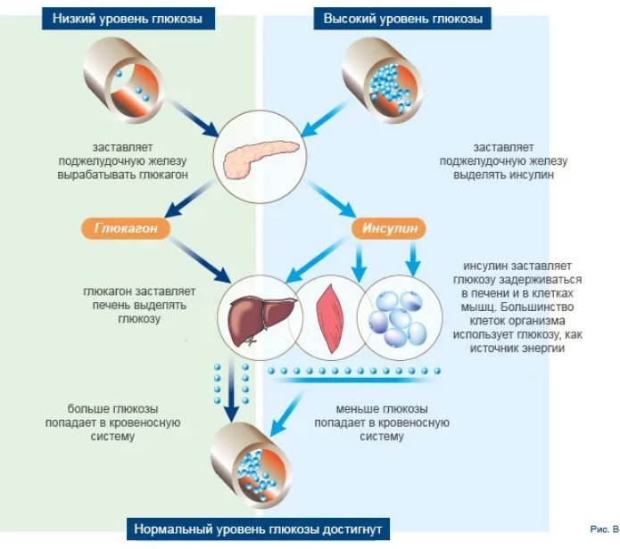 Normalization of sugar levels