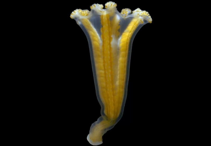 Бокаловидные медузы