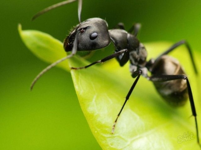 Fourmi, fourmis, anhill, fourmi, fourmis: analyse du mot dans la composition. Quelle est la racine et se terminant par le mot Ant, Anthill, Ant? Les mots enracinés et connexes et le mot de vérification pour le mot ant: liste. Analyse sonore, morphologique et phonétique du mot Ant