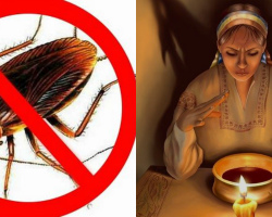 How to get rid of red and black home cockroaches in the apartment once and for all: conspiracies, prayers, rites, rituals. The rite to bring cockroaches to the waning moon, prayer from cockroaches and bugs to Trifon