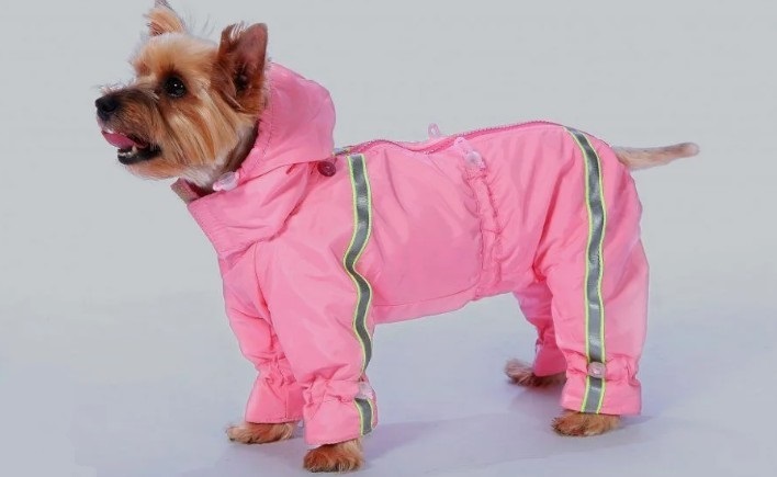 Warm clothes for dogs